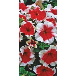 Петуния Фрост Фае F1 (Код: 12338)