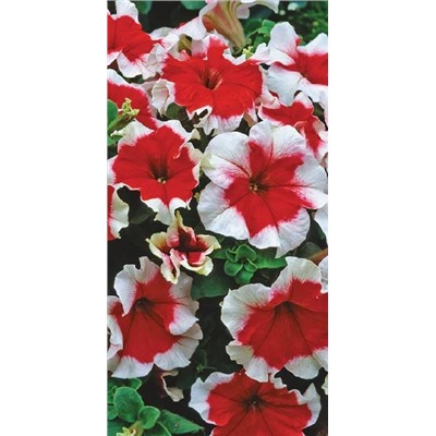 Петуния Фрост Фае F1 (Код: 12338)