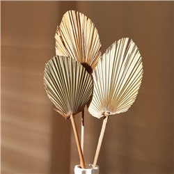 Сухие цветы «Лист пальмовый», 52×14×2 см