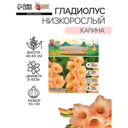 Гладиолус Низкорослый "Карина", р-р 10+, 7 шт,