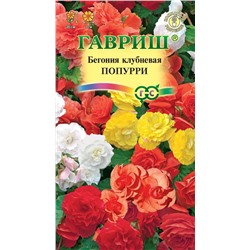 Бегония Попурри (Гавр)