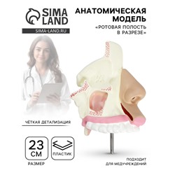Анатомическая модель «Ротовая полость в разрезе»