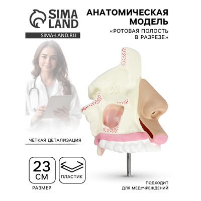 Анатомическая модель «Ротовая полость в разрезе»