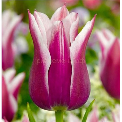 Тюльпан Клаудиа бахромч. лилиецвет 11/12 3шт СдС