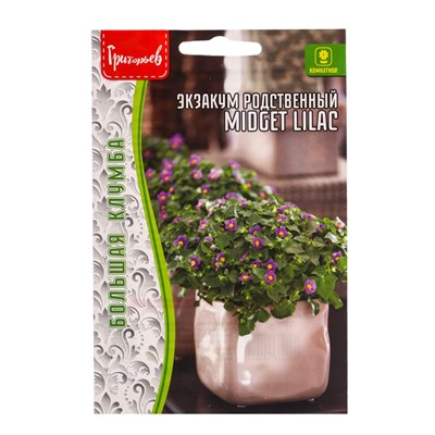 Семена Экзакум Midget Lilac родственный 10шт. 12.29 г.