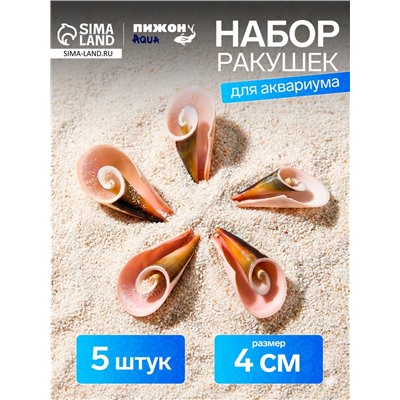 Набор ракушек декоративных, длина 4 см, 5 шт.