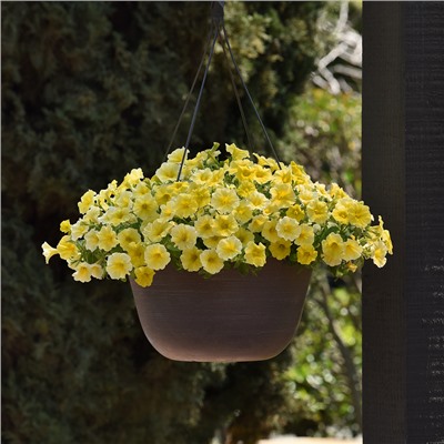 5245D Петхоа Калиберст Еллоу 5шт