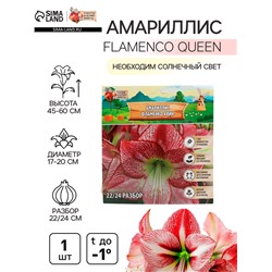 Амариллис "Flamenco Queen", р-р 22/24, 1 шт, Весна 2025