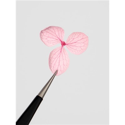 Сухоцветы для декора «Нежность», объёмные, 12 видов, в футляре, разноцветные