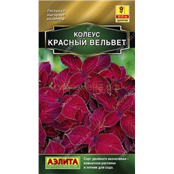 Колеус Красный вельвет (Аэлита)