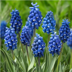 Мускари Дарк Айс (6/+) 6шт СдС