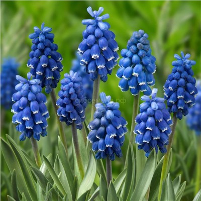 Мускари Дарк Айс (6/+) 6шт СдС