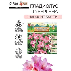Гладиолус Тубергена "Чарминг Бьюти", р-р 10+, 7 шт,