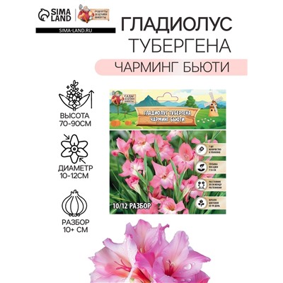 Гладиолус Тубергена "Чарминг Бьюти", р-р 10+, 7 шт,