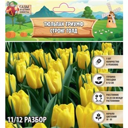 Тюльпан Триумф Стронг Голд, р-р 11/12, 5 шт, Весна 2025