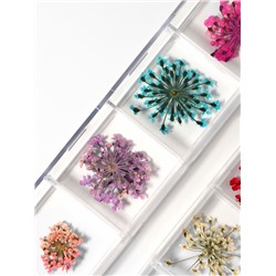 Сухоцветы для декора, 12 видов, в футляре, разноцветные