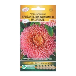 Семена цветов астра китайская «Хризантелла Фламинго на Закате», 5 шт.