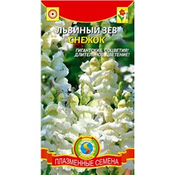 Львиный зев Снежок (Код: 91093)