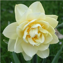 Нарцисс Менли 12/14 2шт СдС