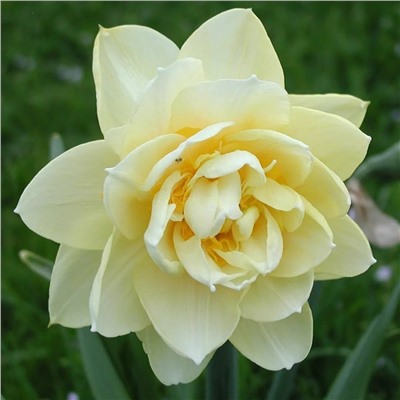 Нарцисс Менли 12/14 2шт СдС