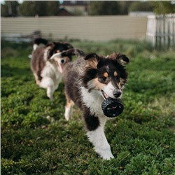 Игрушка для собак «Покрышка» для собак, 8 см, пищащая, винил, чёрная