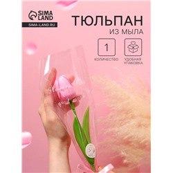 Мыльный тюльпан, розовый
