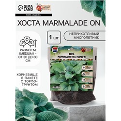 Хоста Marmalade on Toast, корневище в пакете с торфогрунтом, р-р I, размер M,1 шт.