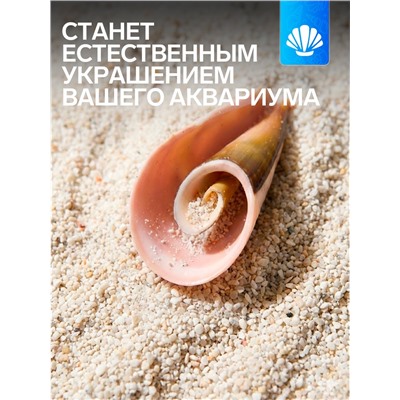 Набор ракушек декоративных, длина 4 см, 5 шт.