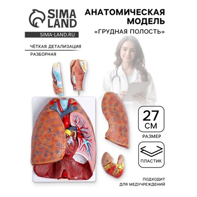 Анатомическая модель «Грудная полость», изнутри, разборная, 27 см