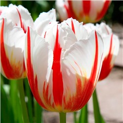 Тюльпан Карнавал де Рио (триумф) 11/12 3шт СдС
