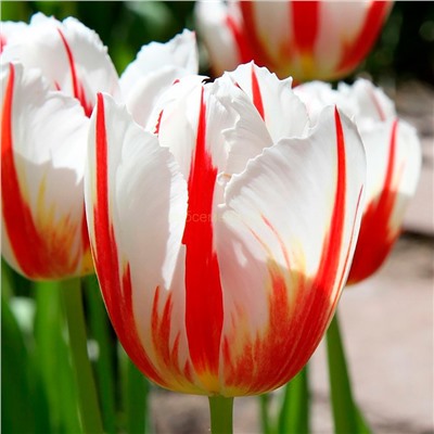 Тюльпан Карнавал де Рио (триумф) 11/12 3шт СдС