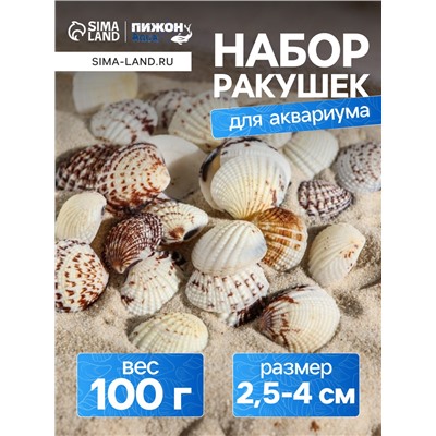 Набор ракушек, 2.5 - 4 см, 100 г