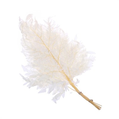 Сухоцвет «Папоротник», белый, 10 шт. в упаковке
