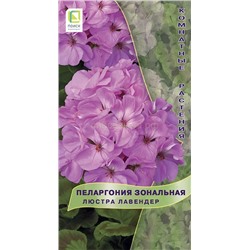 Пеларгония Люстра лавендер (комн) (П)