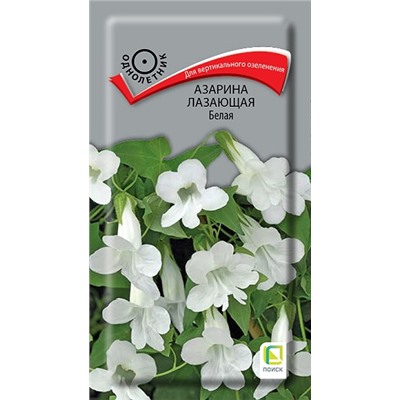 Азарина Белая лазающая (Код: 92789)