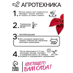 Семена цветов Колеус Визард Вельвет ред, 10шт