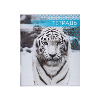 Комплект тетрадей, 48 листов в клетку, Calligrata «Дикие кошки», серые листы, 4 штуки