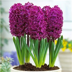 Гиацинт Вудсток 14/15 2шт СдС