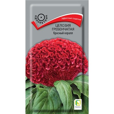 Целозия Гребенчатая Красный Коралл (Код: 91681)