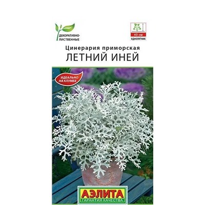 Цинерария Летний Иней Аэлита