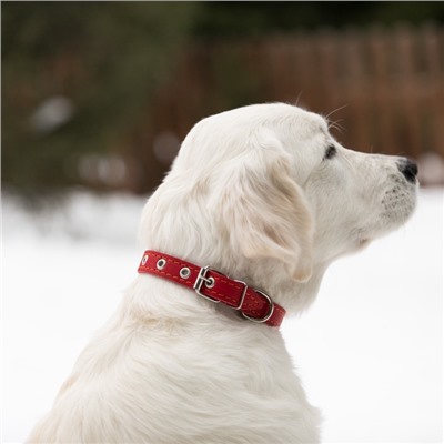 Ошейник кожаный однослойный безразмерный, 45×2 см, ОШ 18-39 см, красный