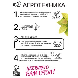 Семена цветов Колеус Визард Голден, 10шт