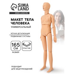 Макет тела человека, универсальный, 165 см