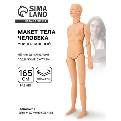 Макет тела человека, универсальный, 165 см
