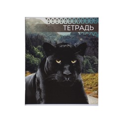 Комплект тетрадей из 4 штук, 48 листов в линейку «Дикие кошки», серые листы