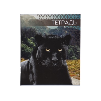 Комплект тетрадей из 4 штук, 48 листов в линейку «Дикие кошки», серые листы