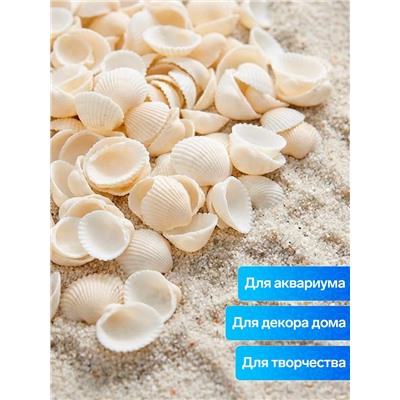 Набор ракушек декоративных 1.5-3 см, 100 г