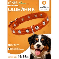 Ошейник, 29×1.2 см, ОШ 18-25 см, однослойный, украшенный, кожа, цвет МИКС