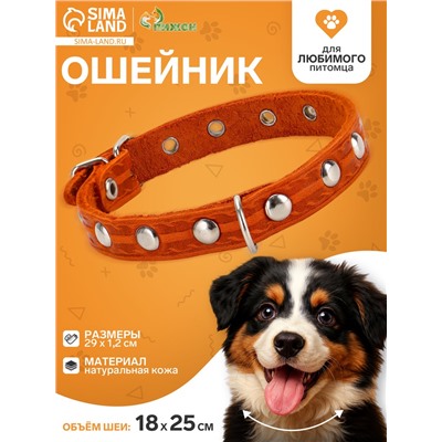 Ошейник, 29×1.2 см, ОШ 18-25 см, однослойный, украшенный, кожа, цвет МИКС