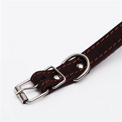 Ошейник кожаный однослойный, тиснёный «Лаю. Кусаю», 48×2, ОШ 32-43 см, коричневый с золотом